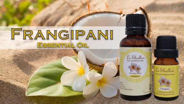 Frangipani Essential Oil Le Shallon Pure And Natural Care